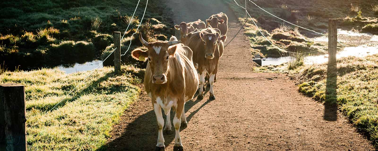 maleny-cows-crossing-hi-res