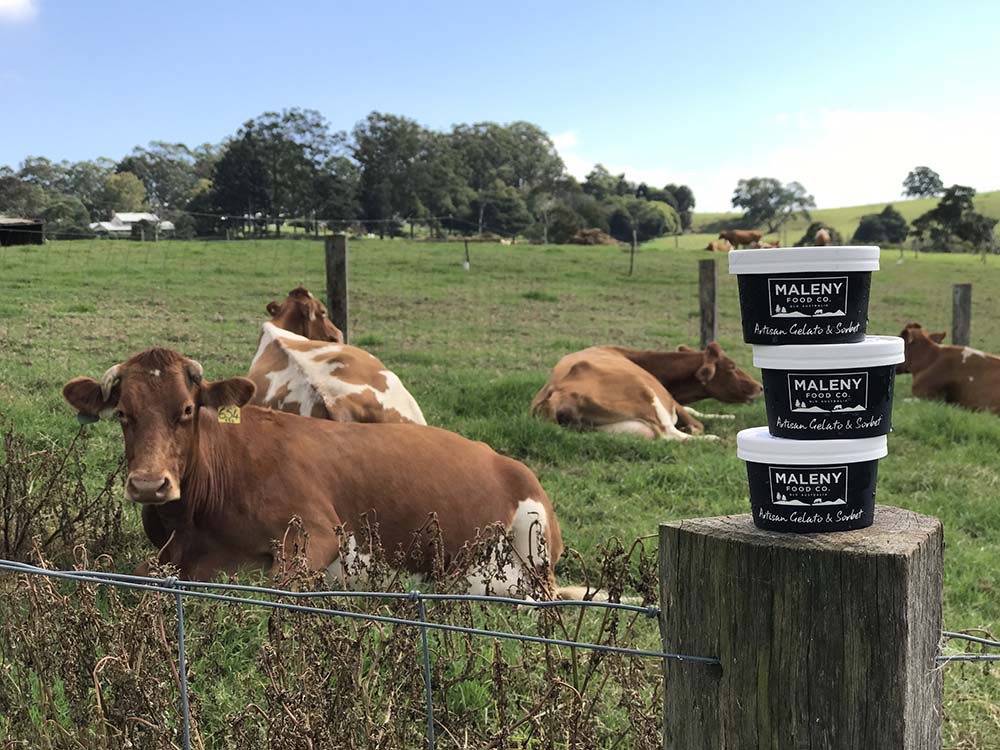 cows-and-gelato