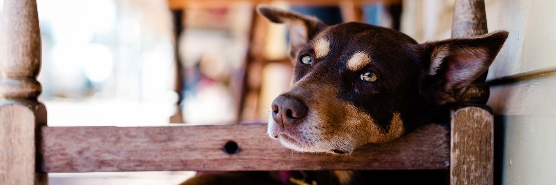 dog-under-bench-maleny